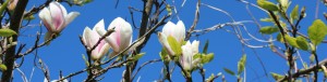 Magnolia til hemsida