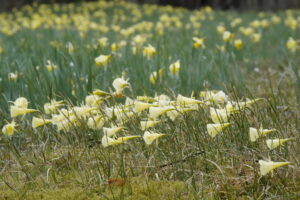 Bild på påsktrumpeter (Narcissus bulbocodium)