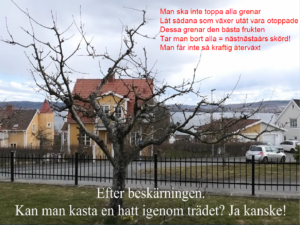 Träd efter beskärning