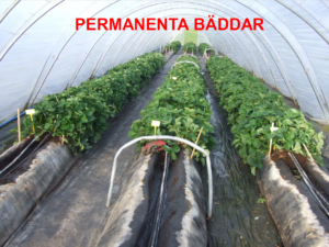 Permanenta bäddar med jordgubbsplantor